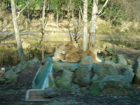 DSC00217.jpg