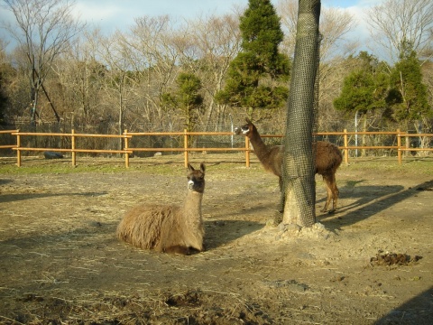 DSC00257.jpg