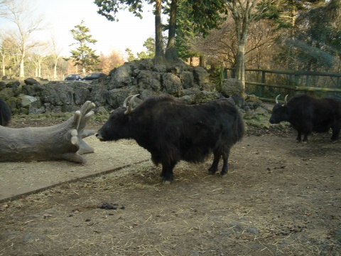 DSC00269.jpg