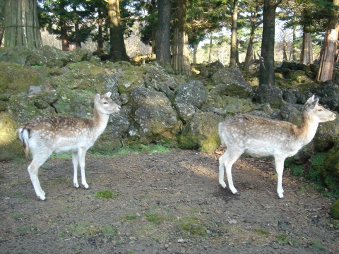 DSC00270.jpg