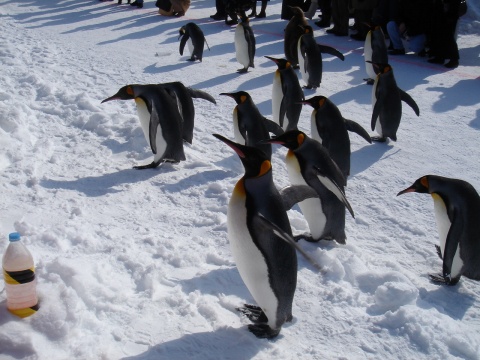 DSC00947.jpg