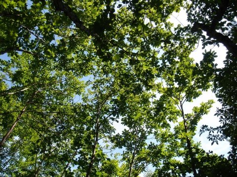 DSC02588.jpg