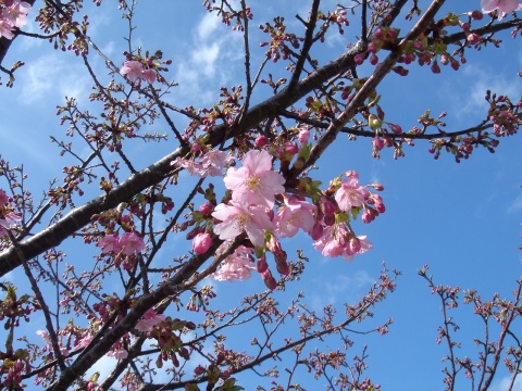 DSC03637.jpg