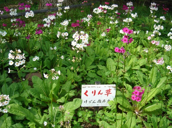 DSC04293.jpg